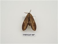 藏品(峭舟蛾屬)的圖片